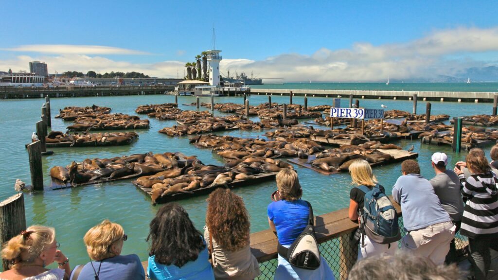 22337 Pier 39 1024x576